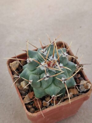 20260729_094149 Thelocactus phymatothelos