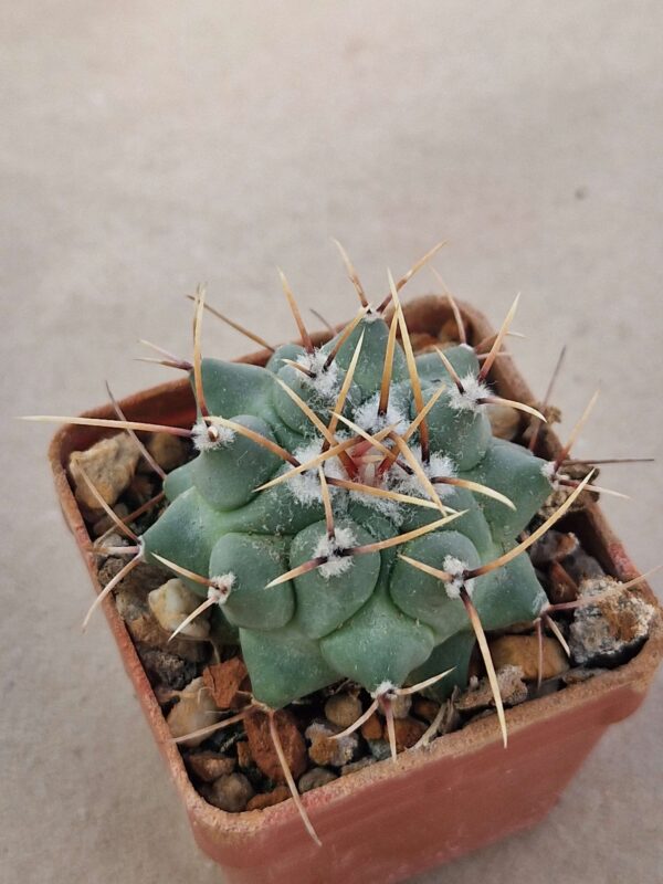 Thelocactus phymatothelos