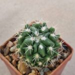 Thelocactus saussierii