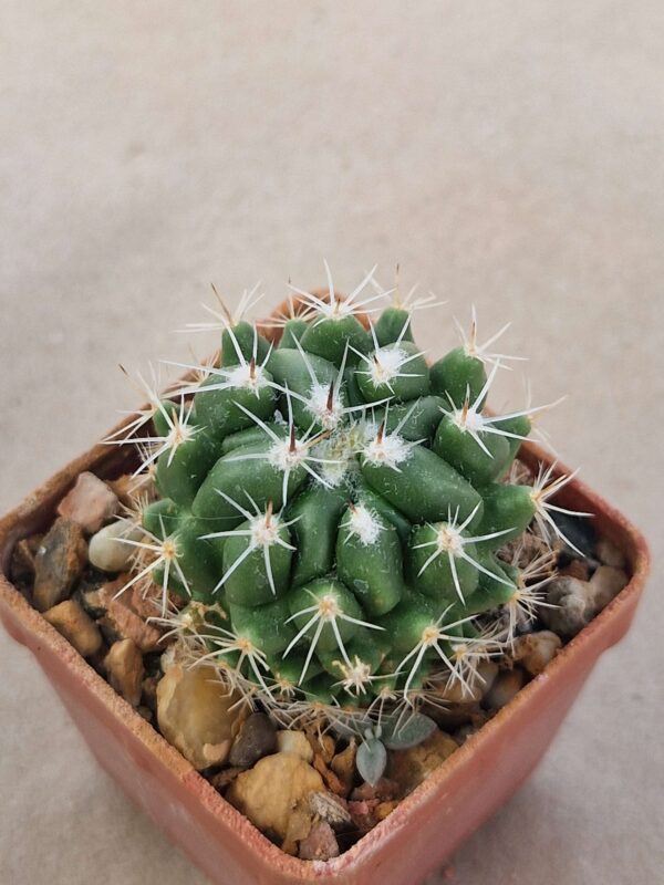 Thelocactus saussierii