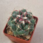 Thelocactus hexaedrophorus v kvetae