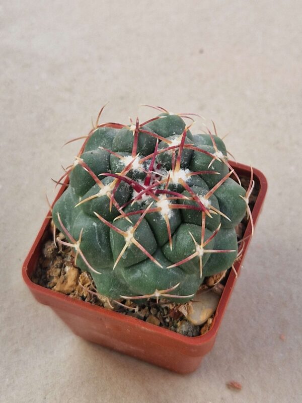 Thelocactus hexaedrophorus v kvetae