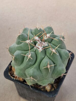 20260729_095846 Thelocactus sp
