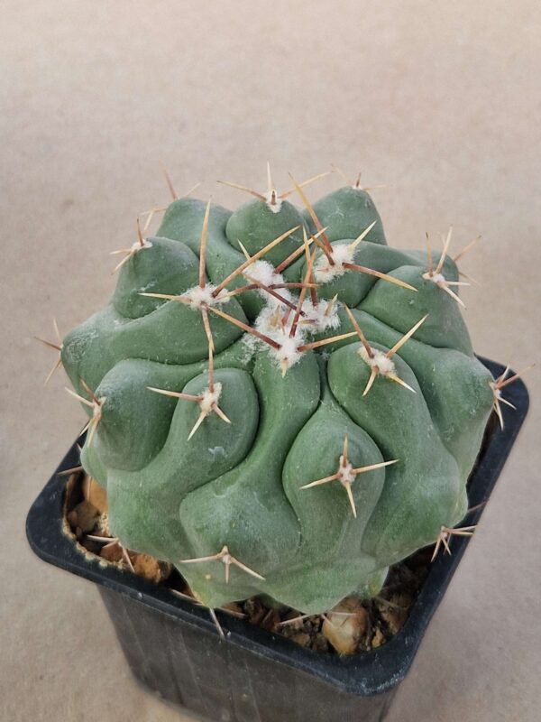 Thelocactus sp