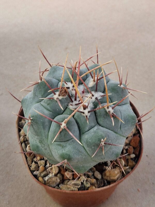 Thelocactus sp
