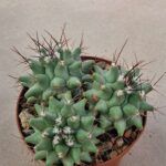 Thelocactus lophothele