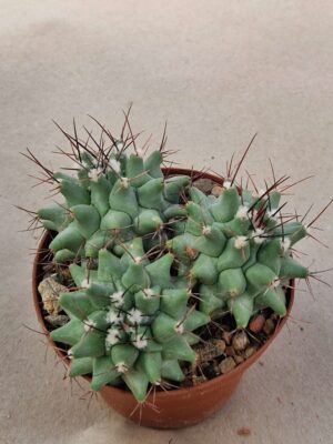 20260729_095919 Thelocactus lophothele