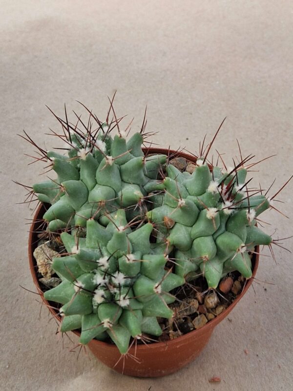 Thelocactus lophothele