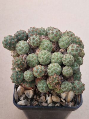 Puna boniae