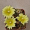 Frailea pumila