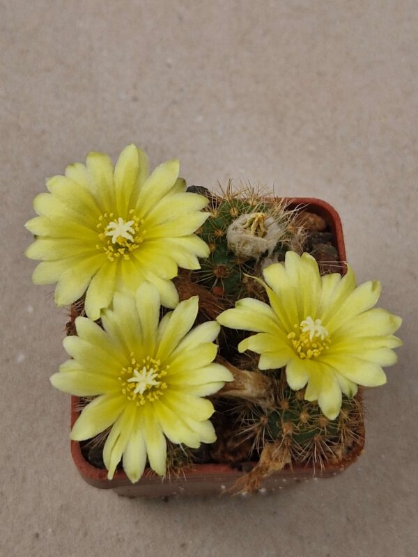 Frailea pumila