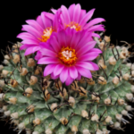 Turbinicarpus alonsoi