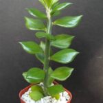 61Ff9gqgefL._AC_UF894,1000_QL80_ Pereskiopsis spathulata
