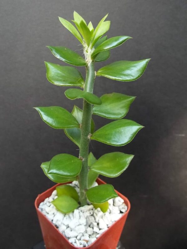 Pereskiopsis spathulata