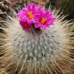 20260401_155601-1152x1536 Thelocactus conothelos v macdowelii