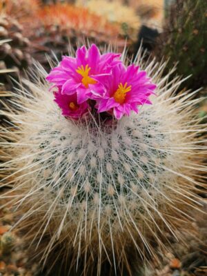 20260401_155601-1152x1536 Thelocactus conothelos v macdowelii