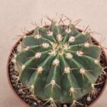 20260817_164059 Melocactus sp