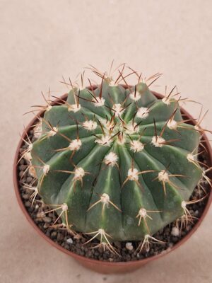 20260817_164059 Melocactus sp