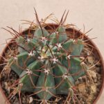 Melocactus axiniphorus