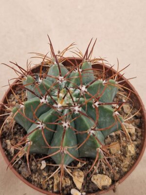 20260817_164130 Melocactus axiniphorus