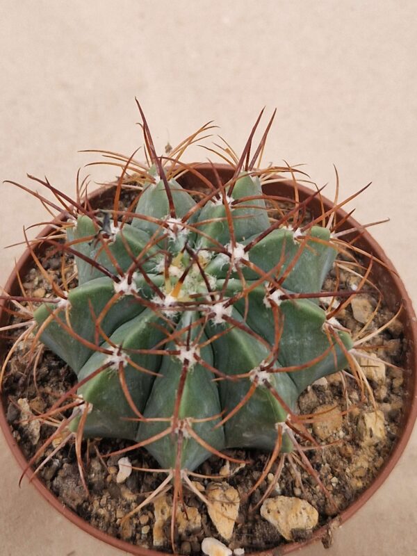 Melocactus axiniphorus
