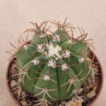20260817_164154 Melocactus matanzanus