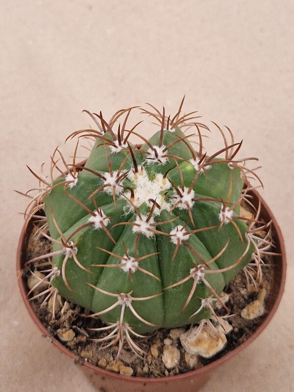 Melocactus matanzanus