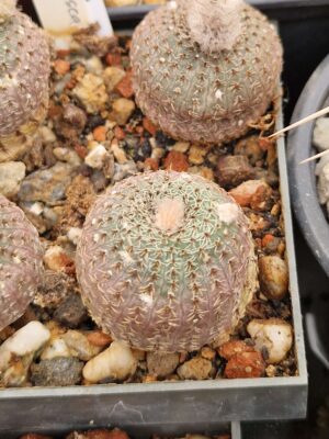 20260817_172252 Frailea phaeodisca