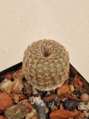 20260817_172328 Frailea pygmaea v maior