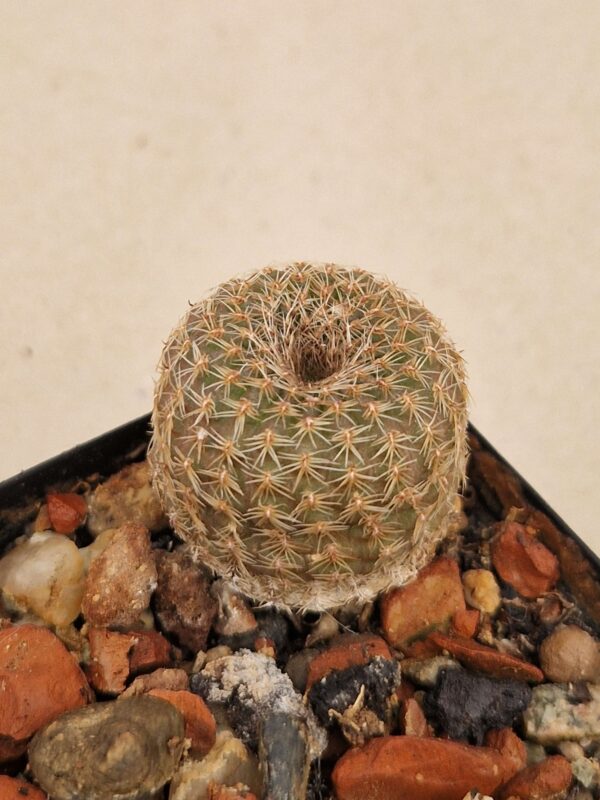 Frailea pygmaea v maior