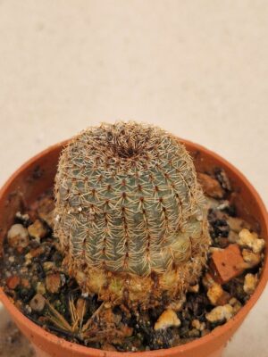 20260817_172354 Frailea zapicanensis v rubrispina