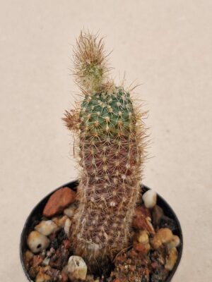 20260817_172424 Frailea alacriportana