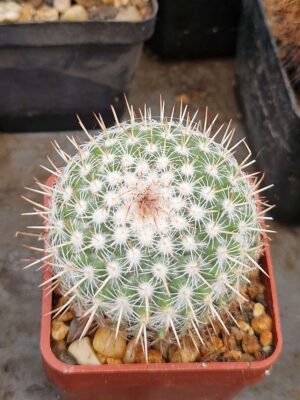 20260817_172454 Mammillaria sp