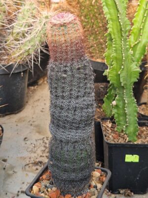 20260818_084245 Echinocereus rigissimus