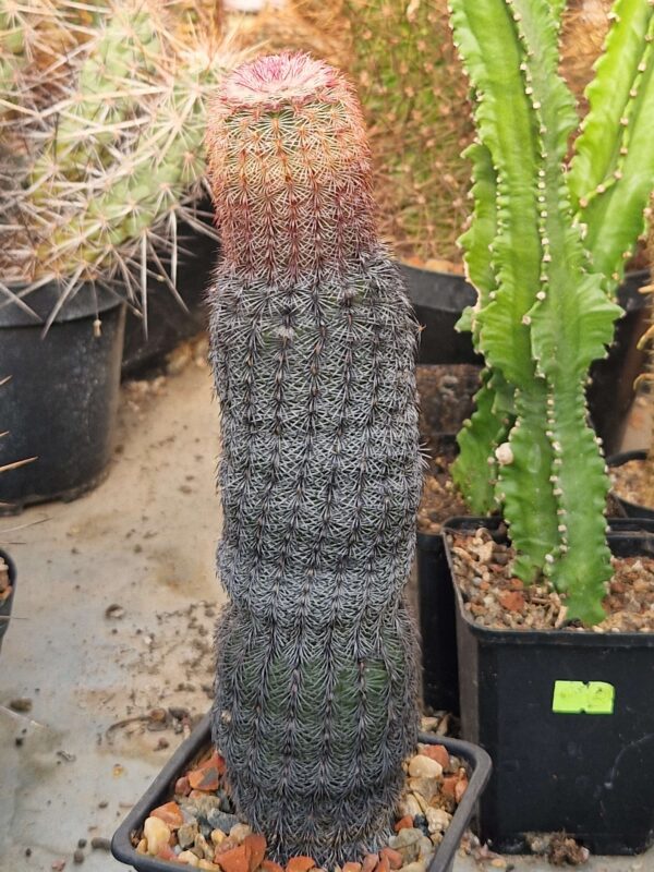 Echinocereus rigissimus