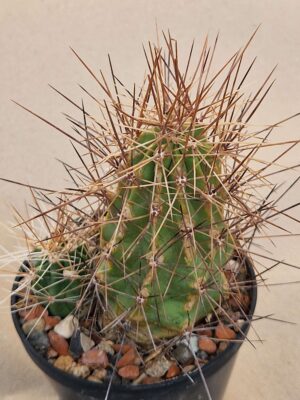 20260818_084308 Echinocereus enneacanthus