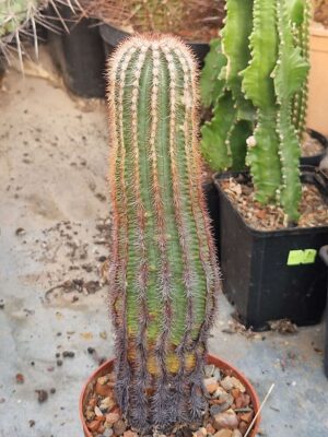 20260818_084339 Echinocereus sp