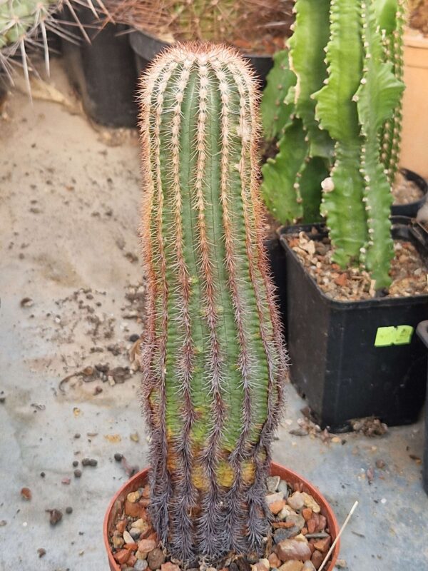 Echinocereus sp