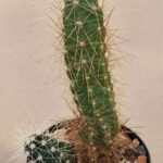 20260818_084407 Echinocereus sp