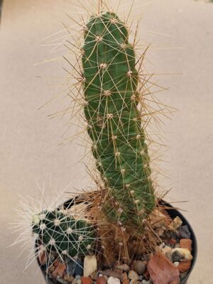 20260818_084407 Echinocereus sp