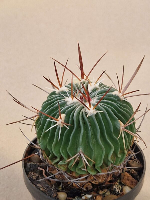 Echinofossulocactus longispinus