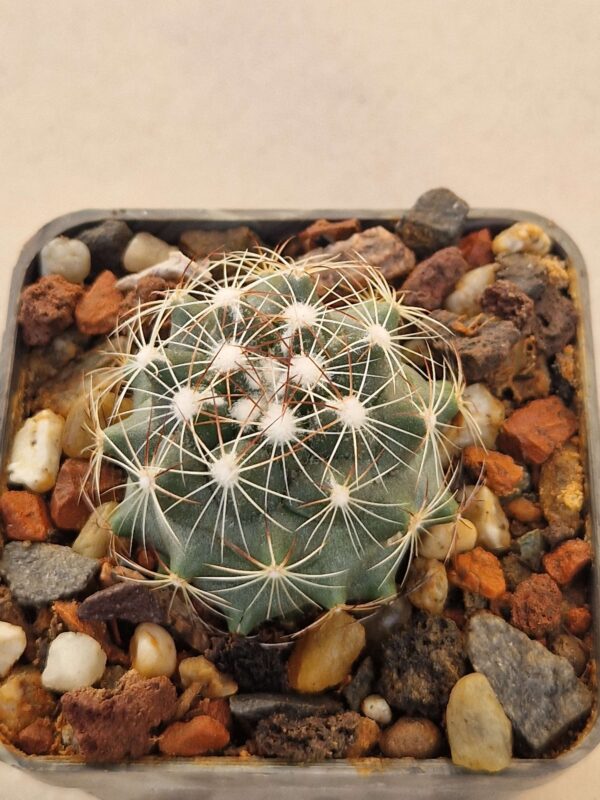 Coryphantha sp
