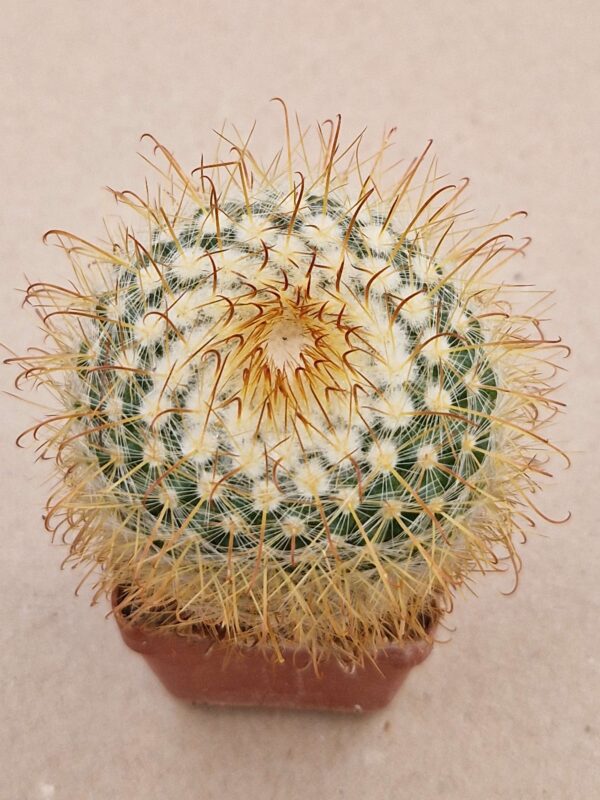 Parodia mutabilis
