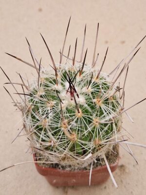 20260818_163548 Echinofossulocactus zacatecasensis