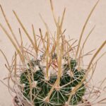 Echinofossulocactus erectocentrus