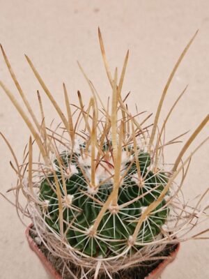 20260818_163613 Echinofossulocactus erectocentrus