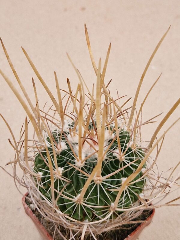 Echinofossulocactus erectocentrus