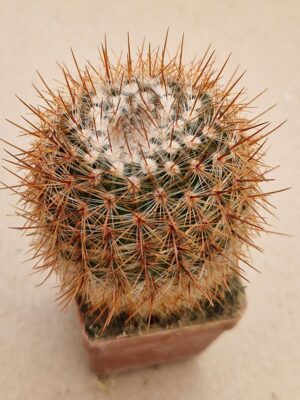 20260818_163631 Notocactus schlosserii