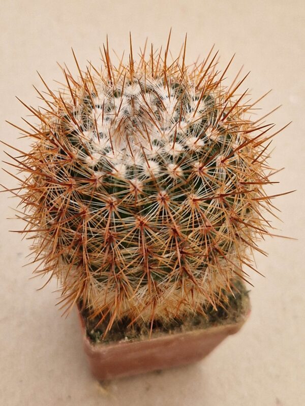 Notocactus schlosserii