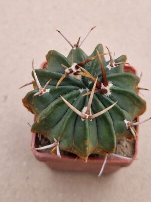 20260818_165132 Echinofossulocactus coptonogonus